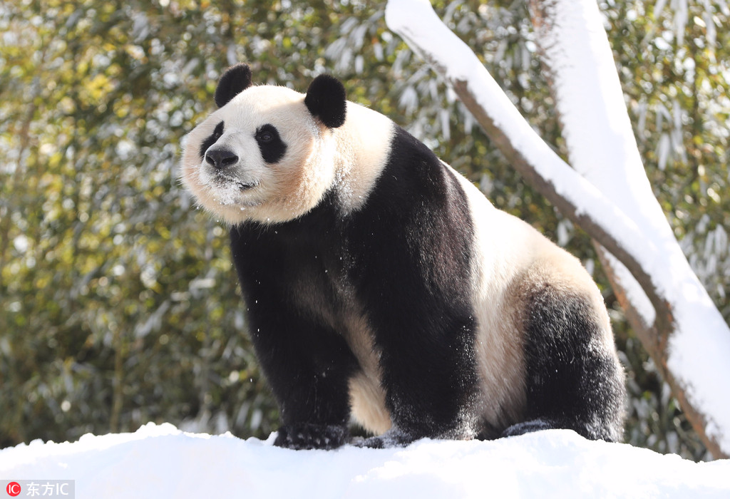 中国大熊猫在北欧玩雪(成都大熊猫基地旅游攻略)