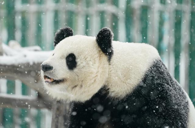 中国大熊猫在北欧玩雪(成都大熊猫基地旅游攻略)